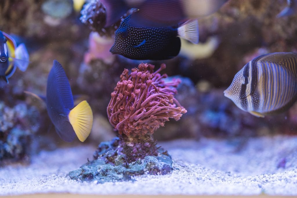 Tiefblau Blauer Aquarienfisch