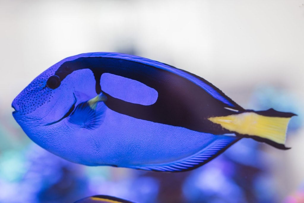 Blauer Aquarienfisch