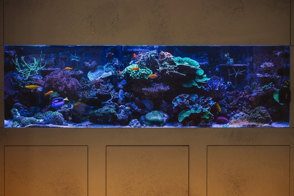 Tiefblau Aquarium